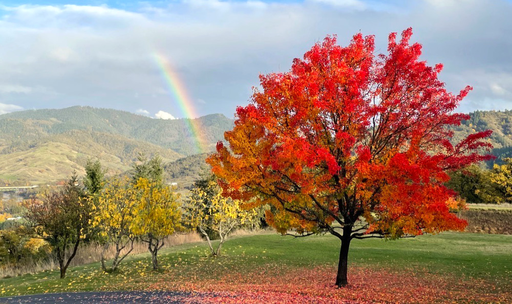 A rainbow in the background with a red-leafed tree in the foreground.